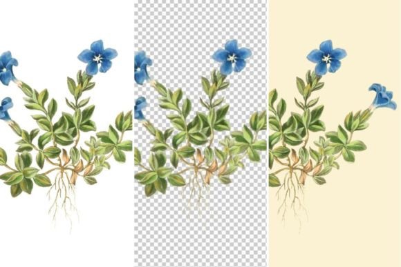 Spring Gentian Floral Illustrations: A Practical Guide to Using Vintage Botanical Art